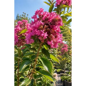 Myrta krepová (Lagerstroemia indica) ‘ROSE THÉ’ - výška 20-40 cm, kont. C2L